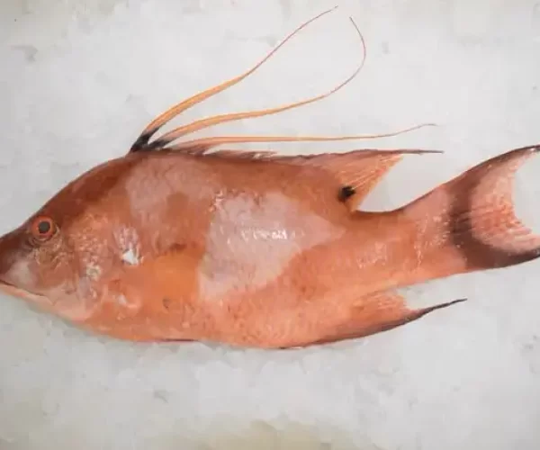 Boquinete_1 de tamaño mediano