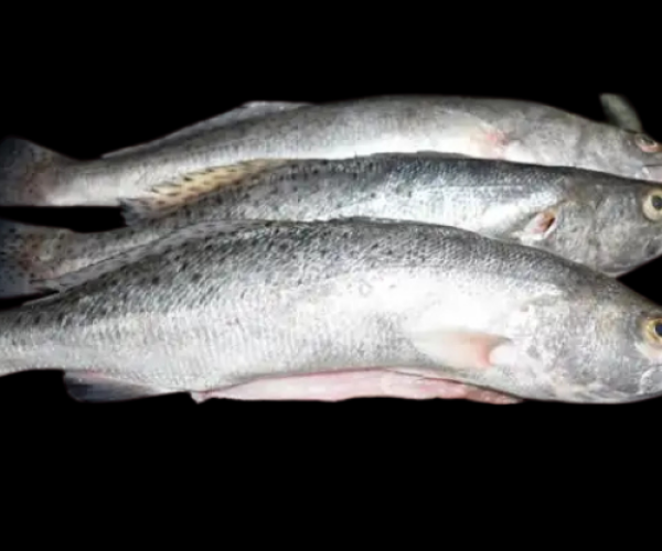 CORVINA_FISH_